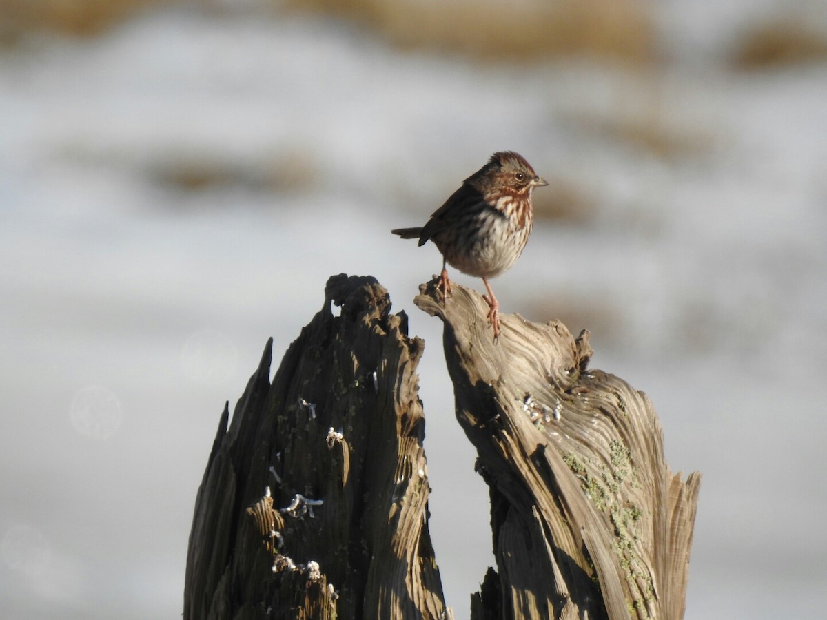 Song Sparrow - ML45738631