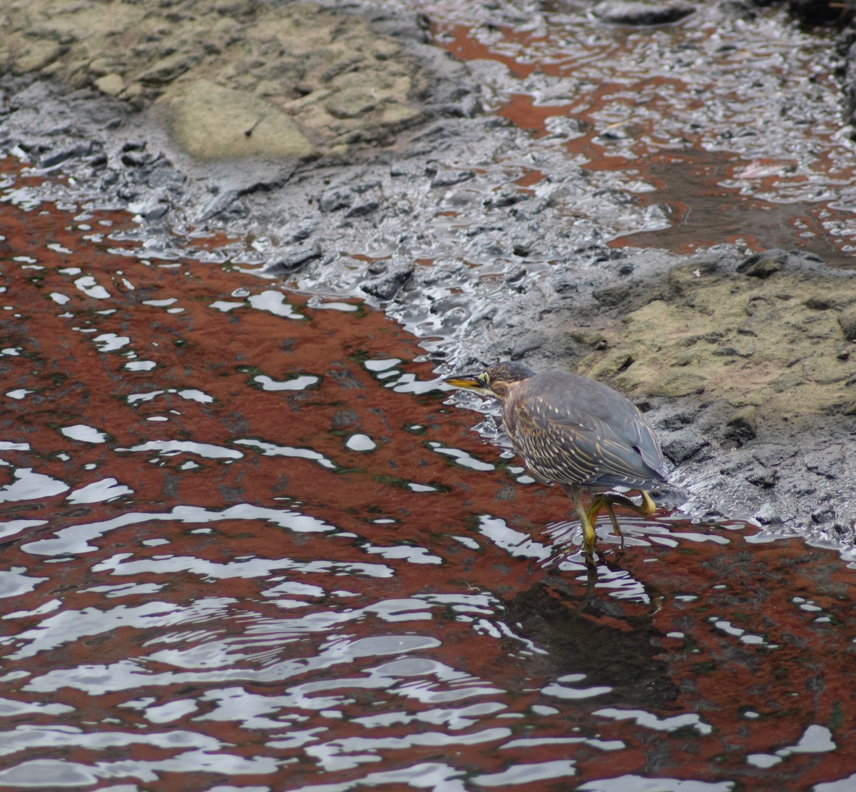 Green Heron - ML457390551