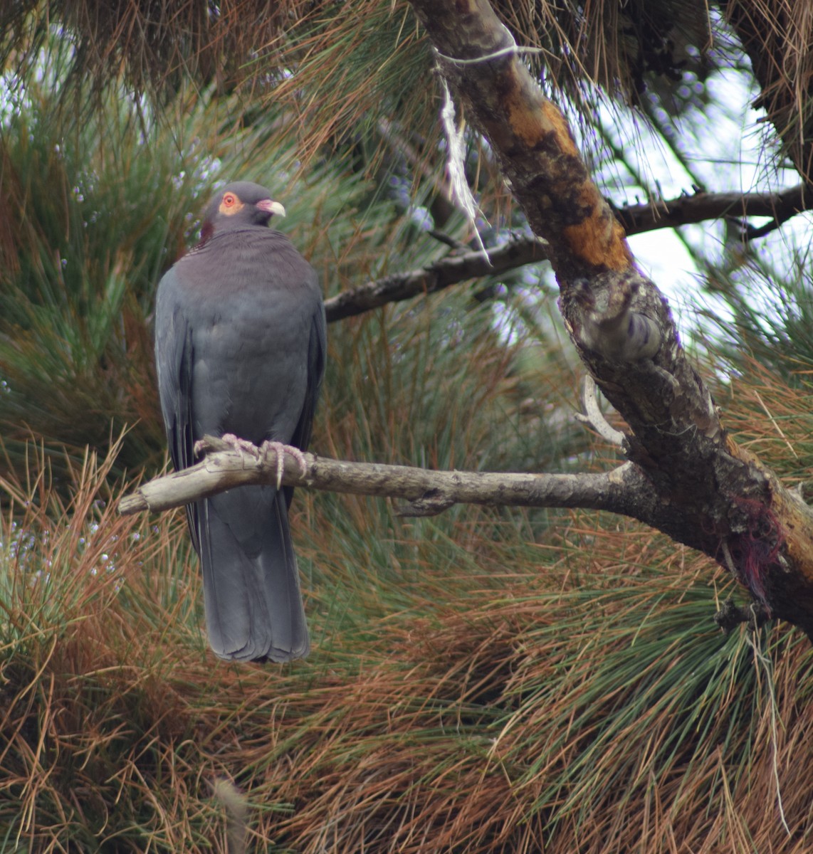 Scaly-naped Pigeon - ML457390601