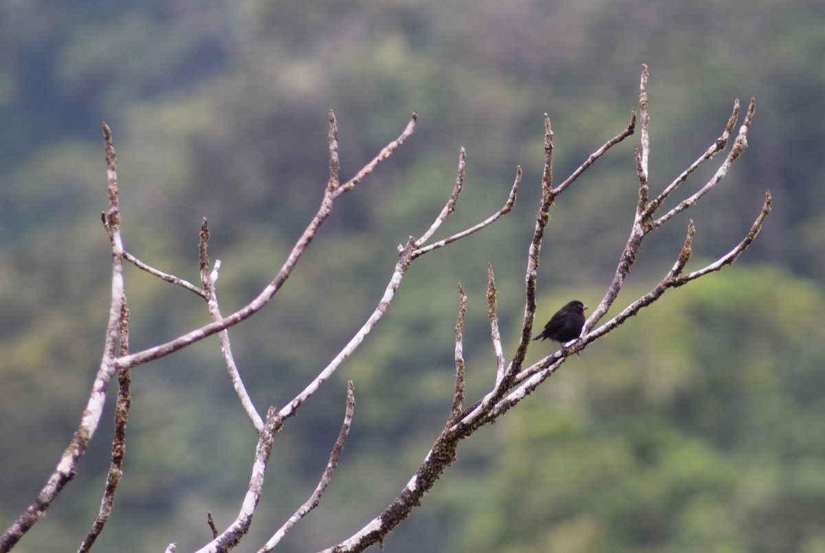 Lesser Antillean Bullfinch - ML457390821