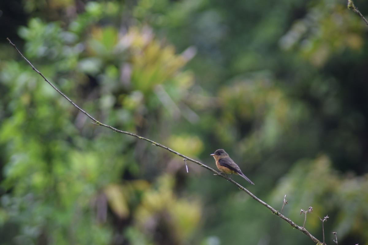 Lesser Antillean Pewee (St. Lucia) - ML457391151