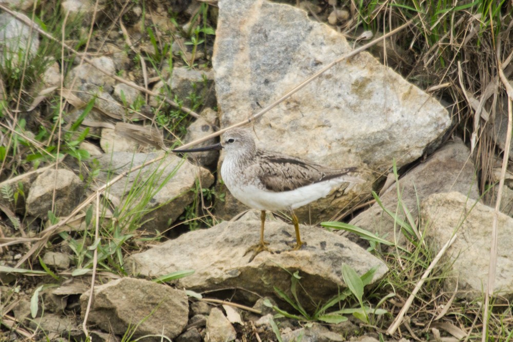 Terek Sandpiper - ML457392461