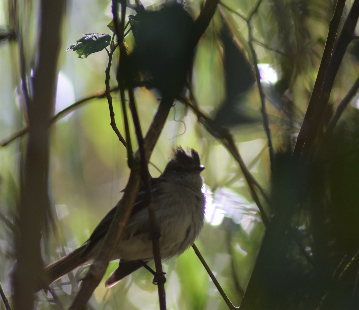 Caribbean Elaenia - Peter Kleinhenz