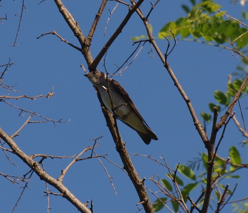 Northern Rough-winged Swallow - ML457395391
