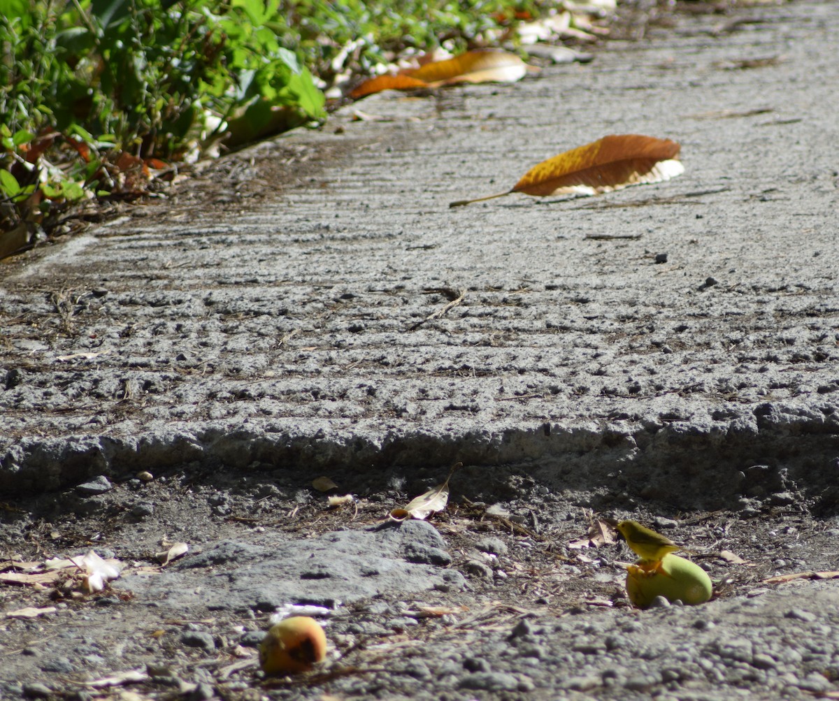 Yellow Warbler - ML457395671