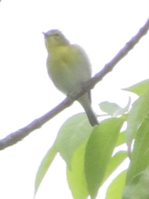 Yellow-throated Vireo - ML457396511