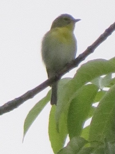 Gelbkehlvireo - ML457396521