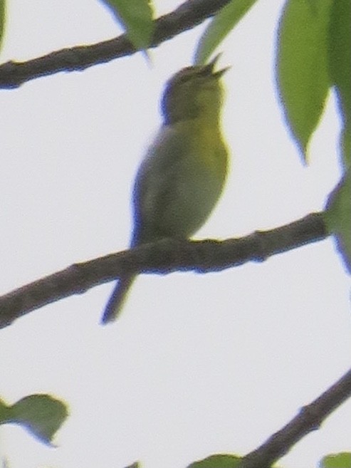 Vireo Gorjiamarillo - ML457396541