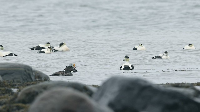 King Eider - ML457396991