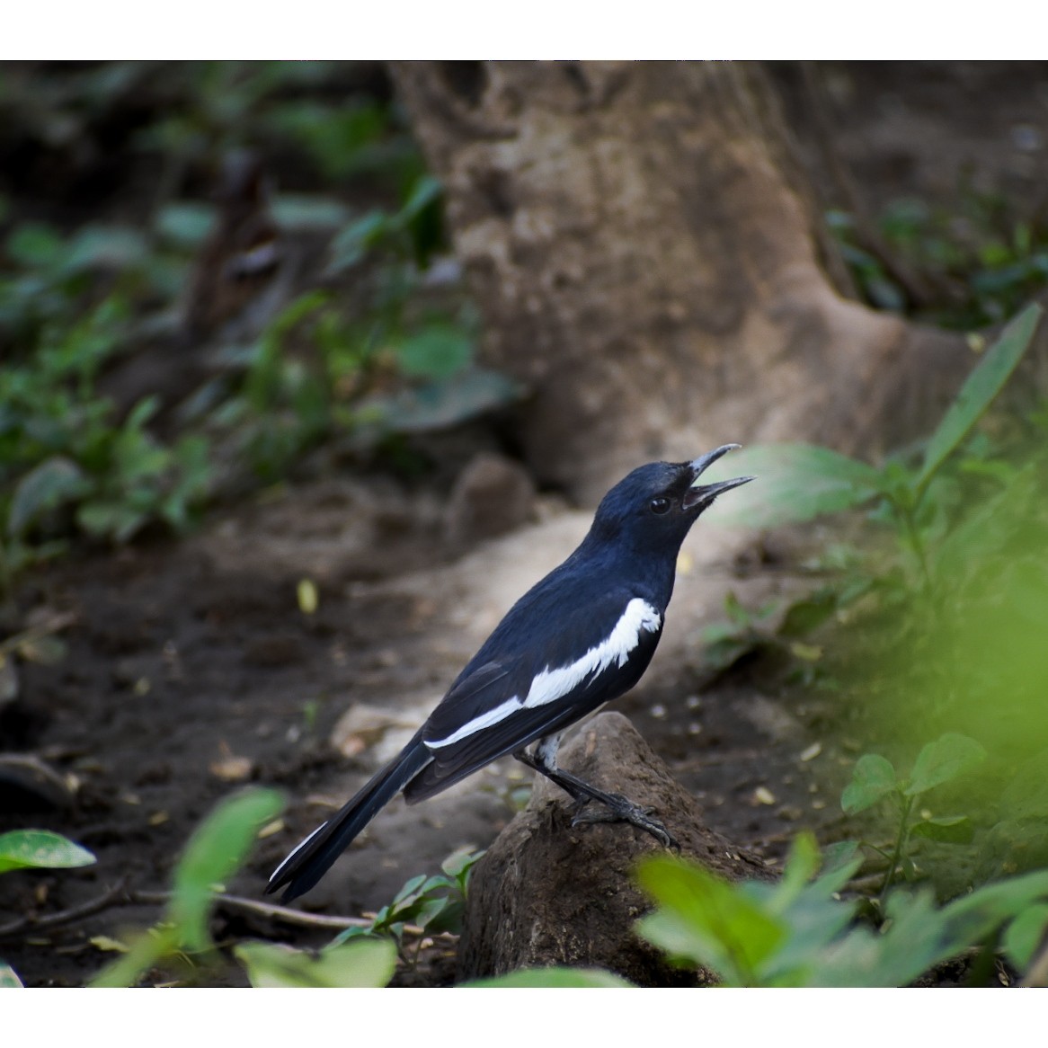 Oriental Magpie-Robin - ML457397121