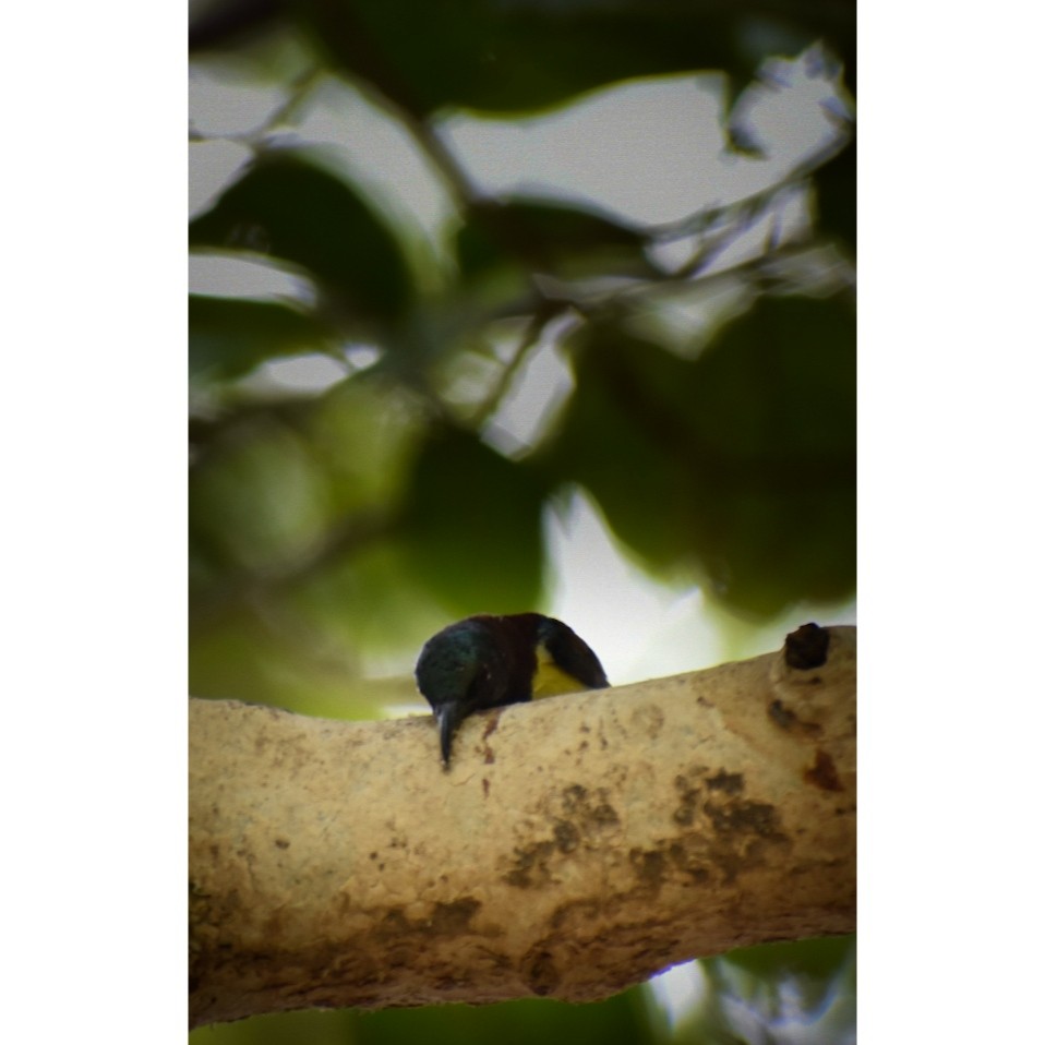 Purple Sunbird - ML457397761