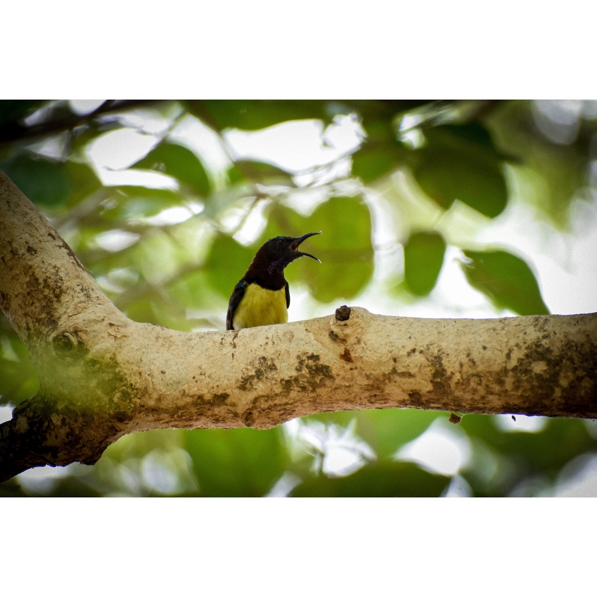 Purple Sunbird - ML457397961