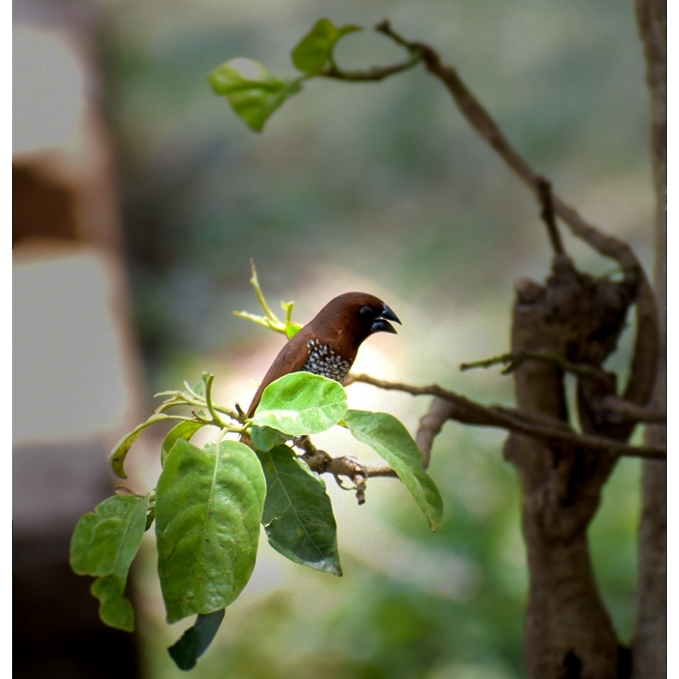 Scaly-breasted Munia - ML457397981
