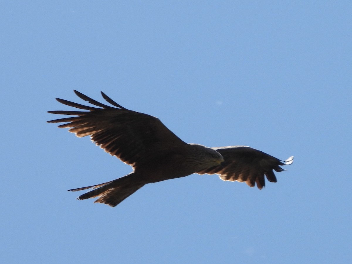 Black Kite - ML457398501