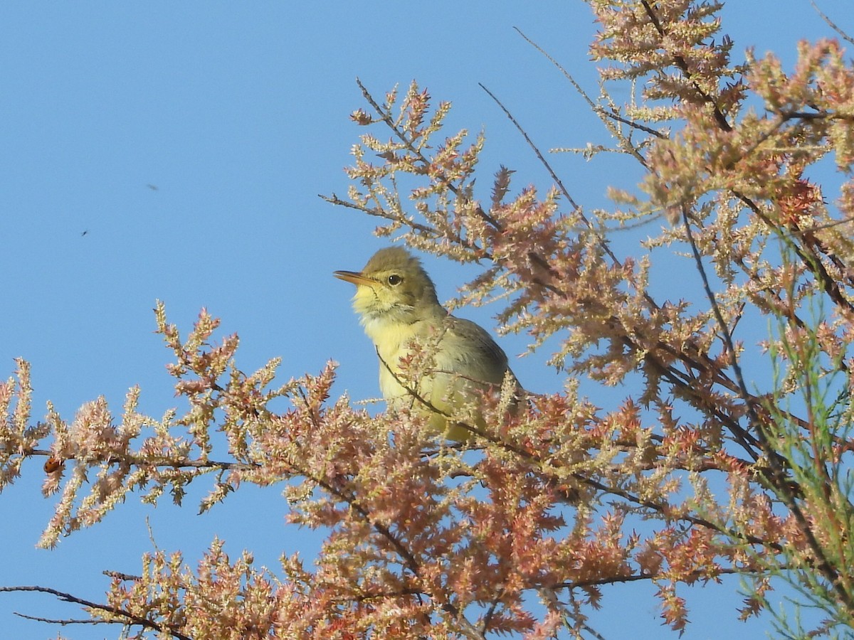 Melodious Warbler - ML457398601