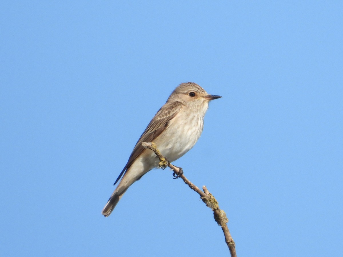 Spotted Flycatcher - ML457398661