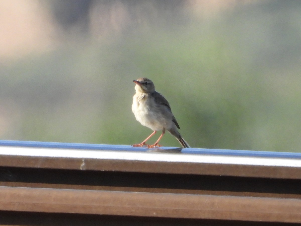 Tawny Pipit - ML457398811