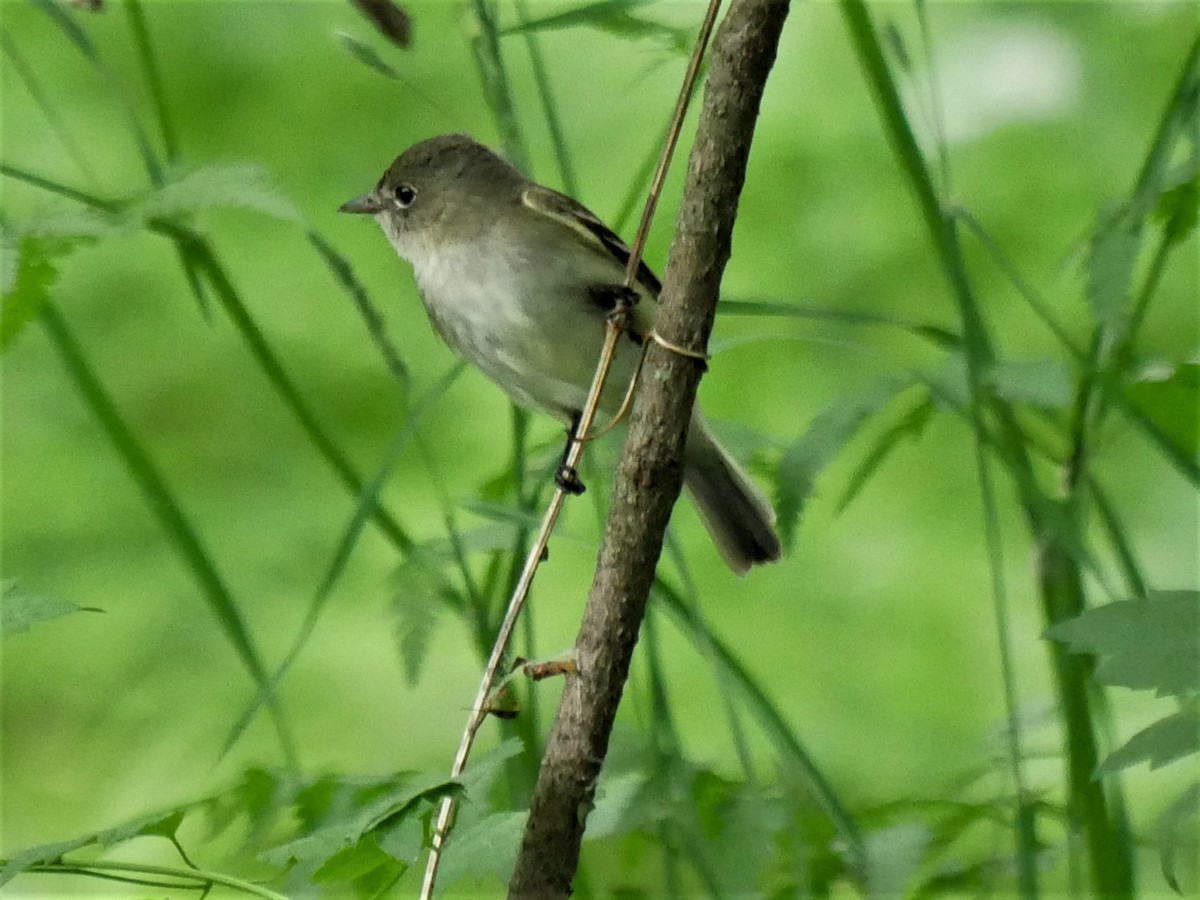 Alder Flycatcher - ML457399001