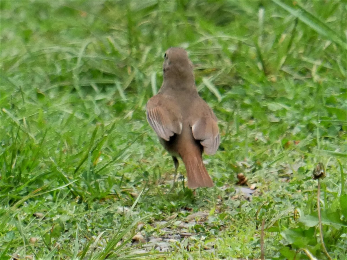 Hermit Thrush - Gérard  Viens