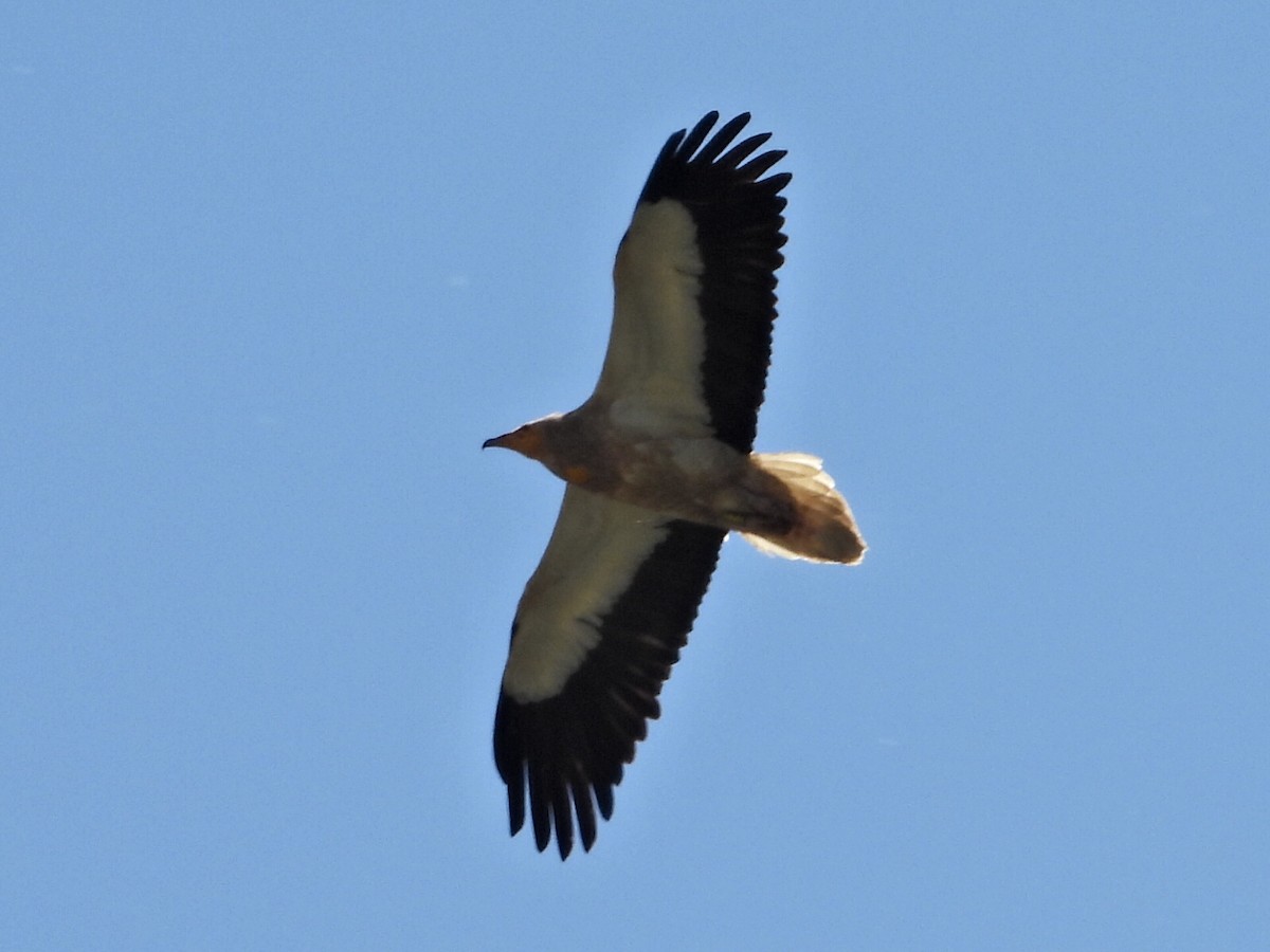 Egyptian Vulture - ML457399281