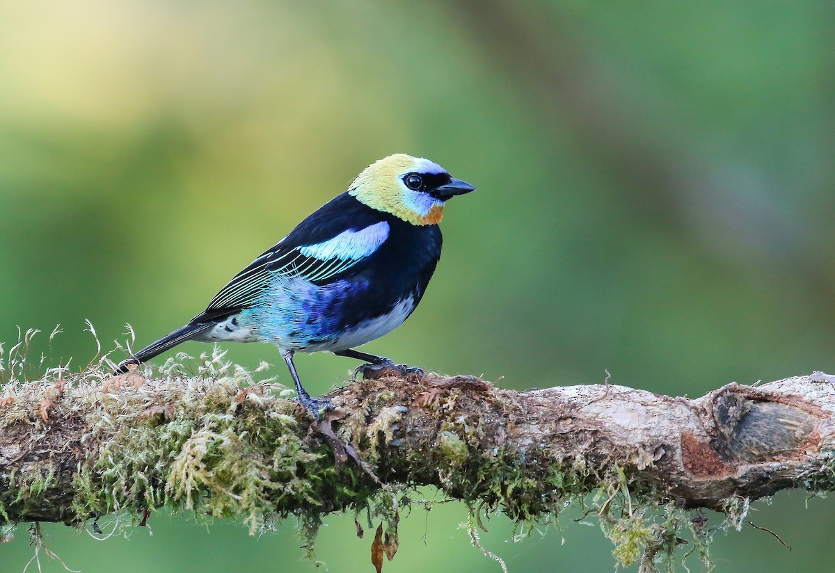 Golden-hooded Tanager - ML457400381