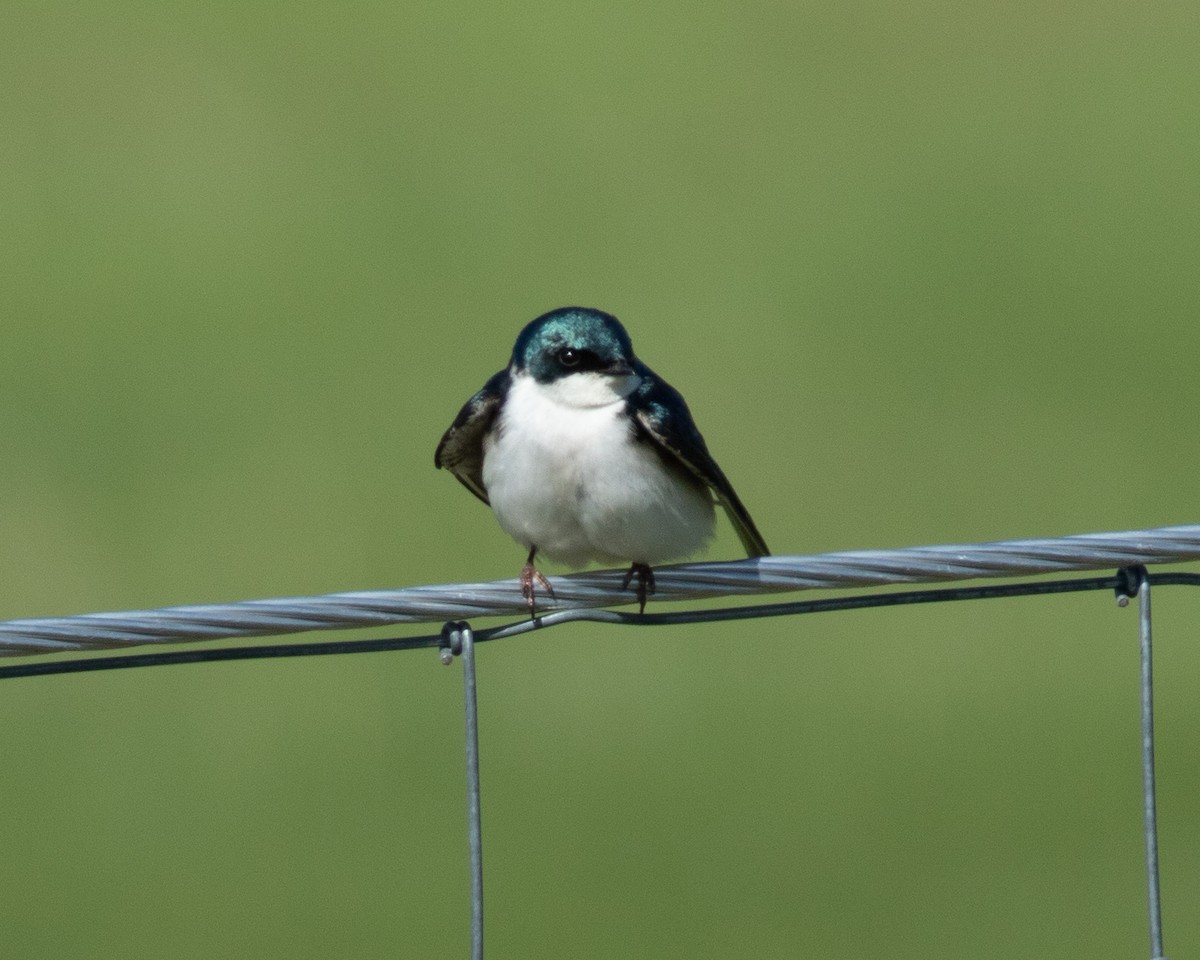 Tree Swallow - ML457401671