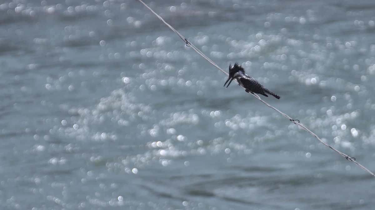 Crested Kingfisher - Alok Bhave