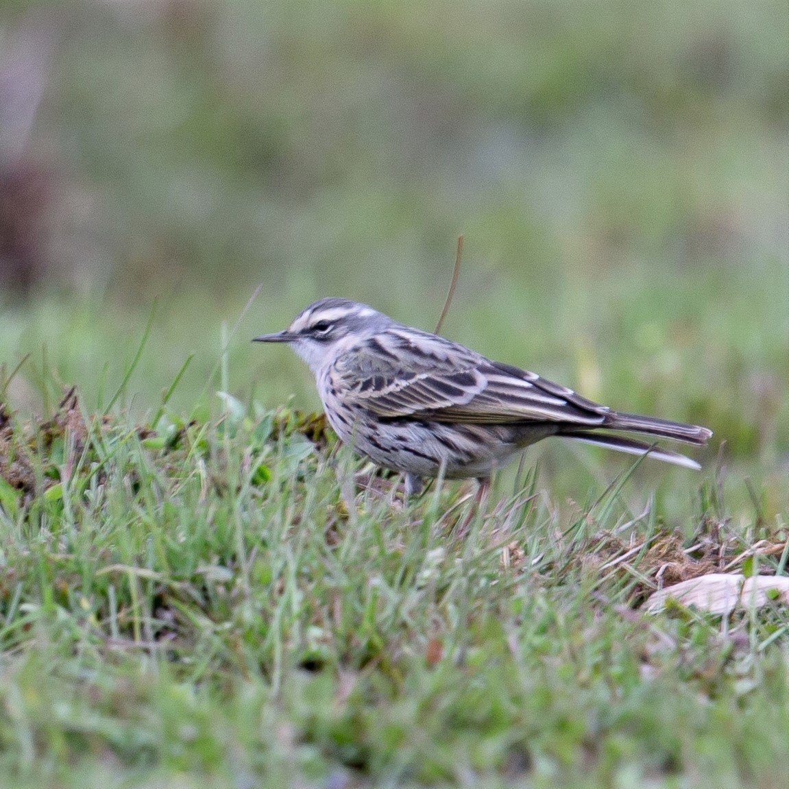 Rosy Pipit - ML457402071
