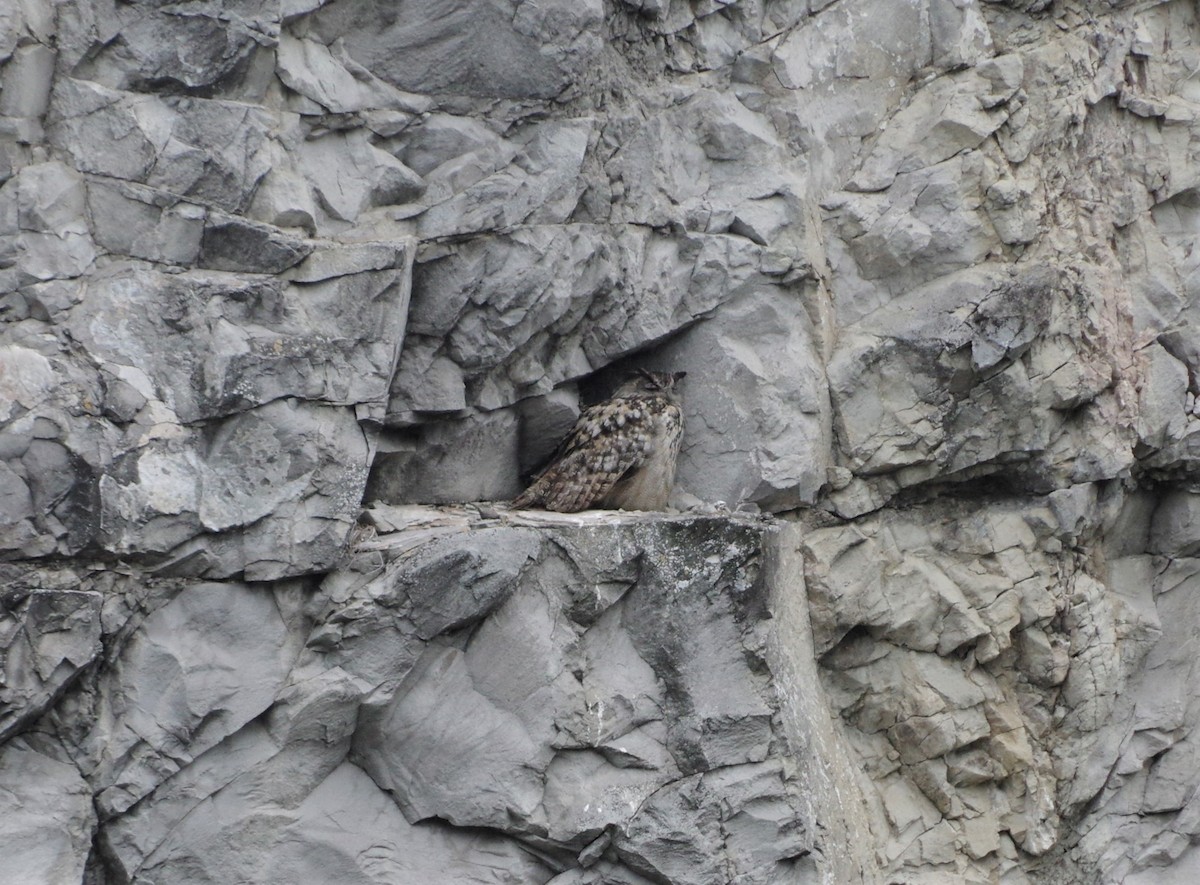 Eurasian Eagle-Owl - ML457402141