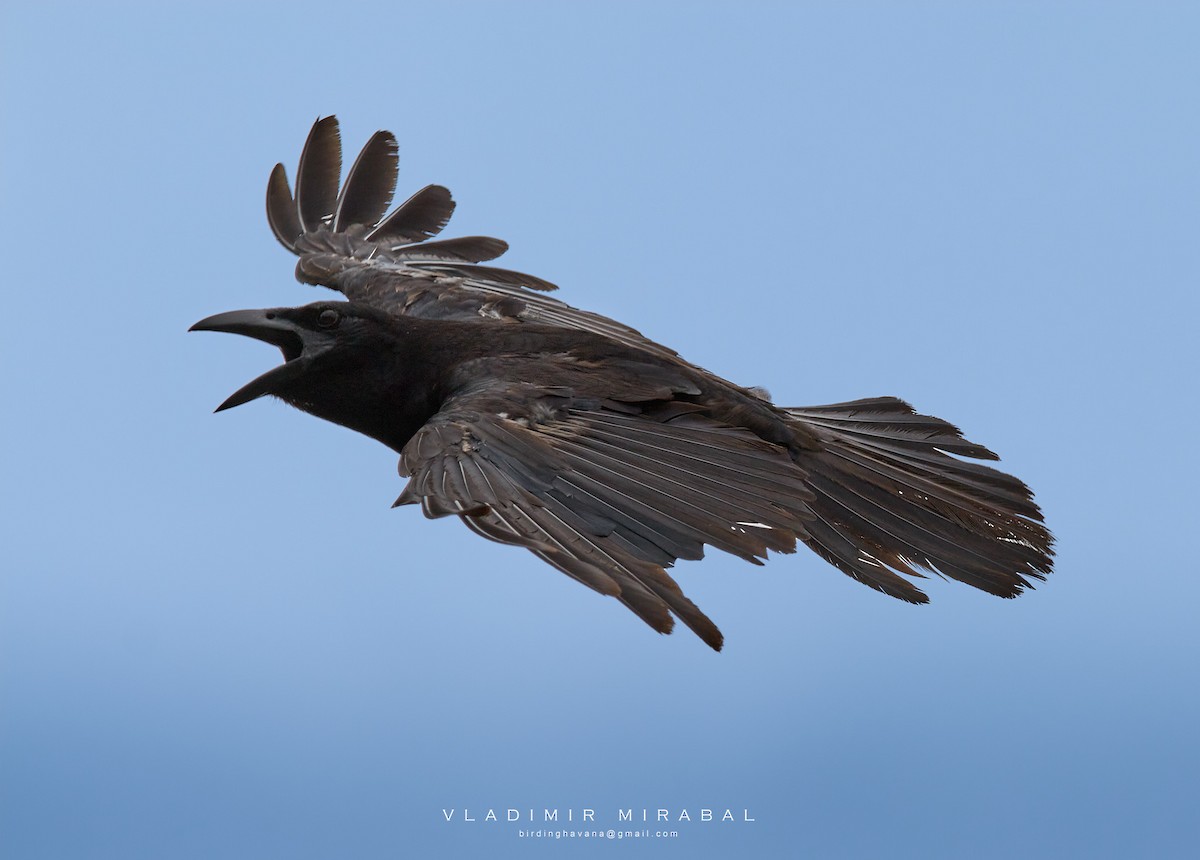 Cuban Crow - ML457402171