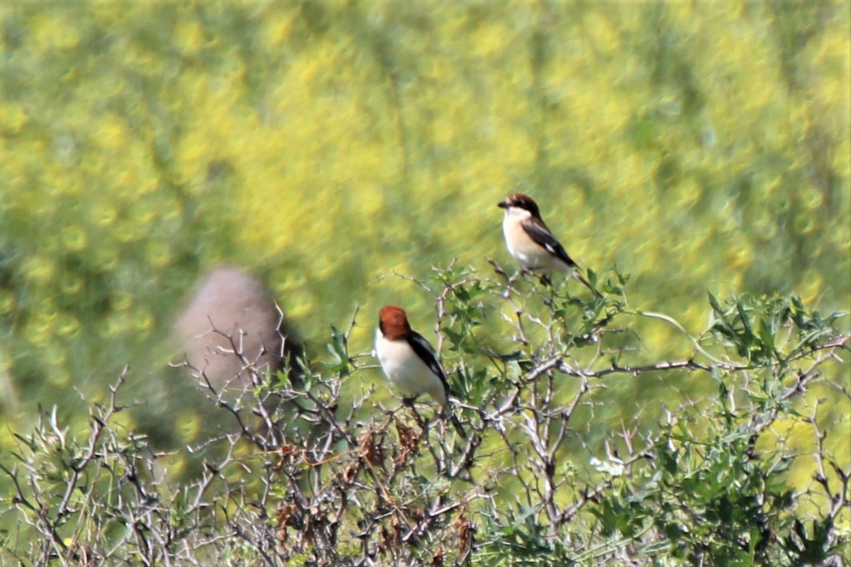 Woodchat Shrike - ML457402711