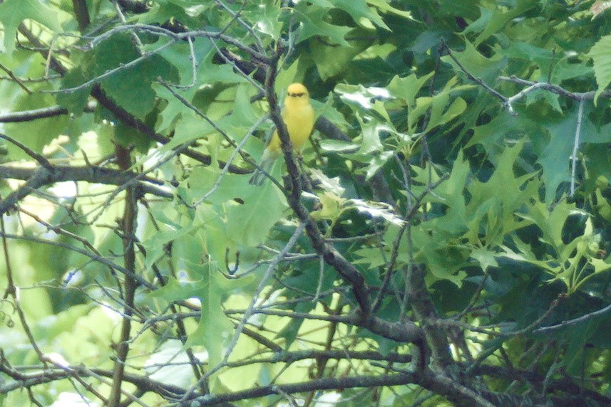 Blue-winged Warbler - Scott Harris