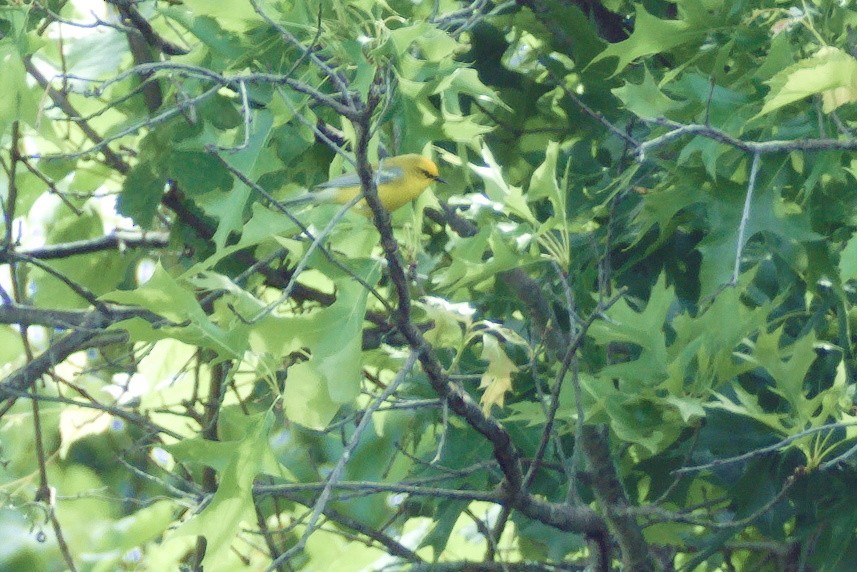 Blue-winged Warbler - Scott Harris