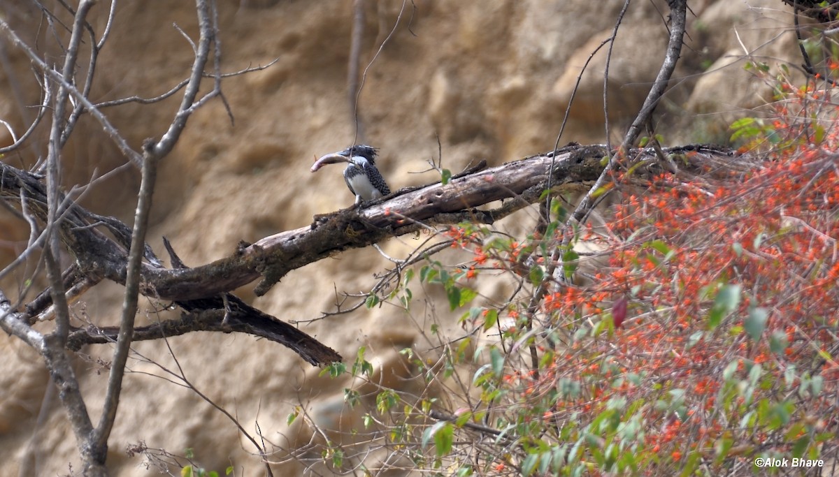 Crested Kingfisher - ML457402921