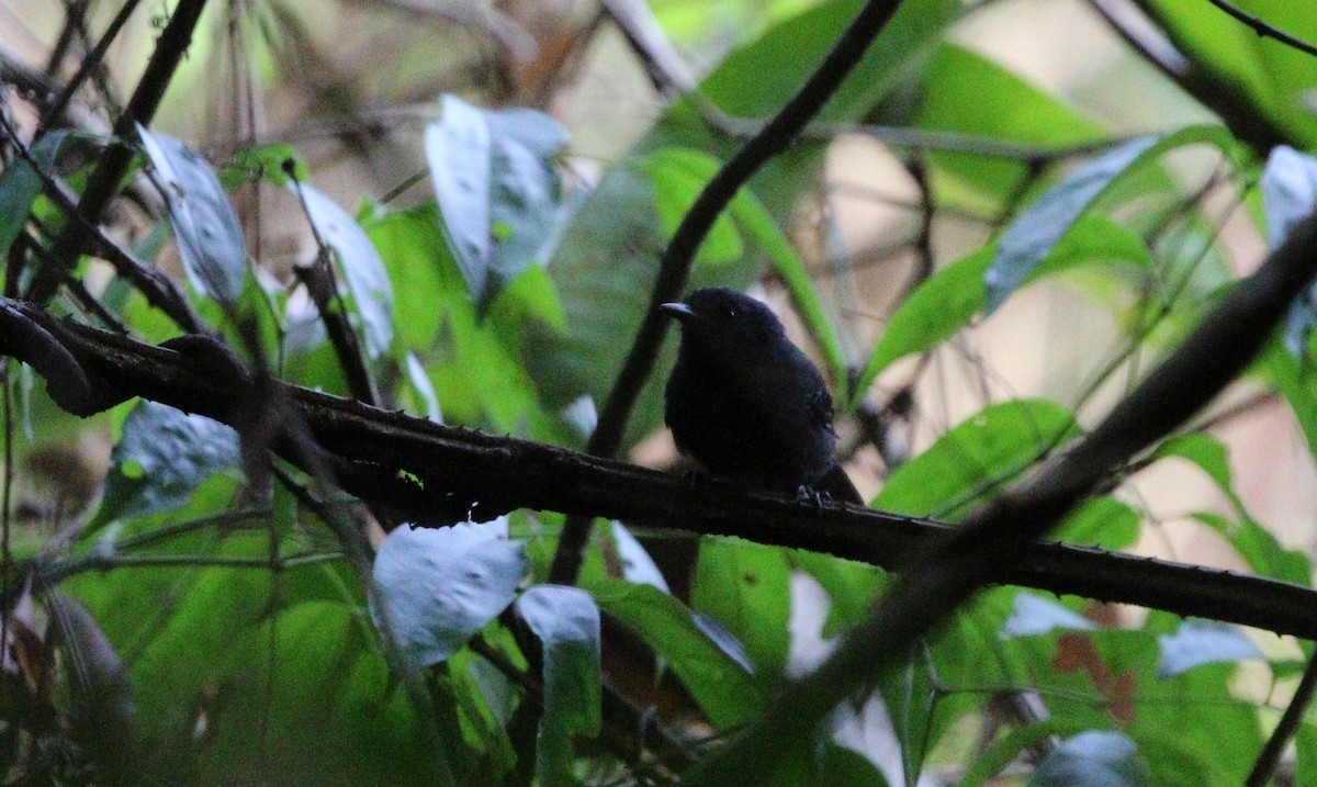 Riparian Antbird - Richard Greenhalgh