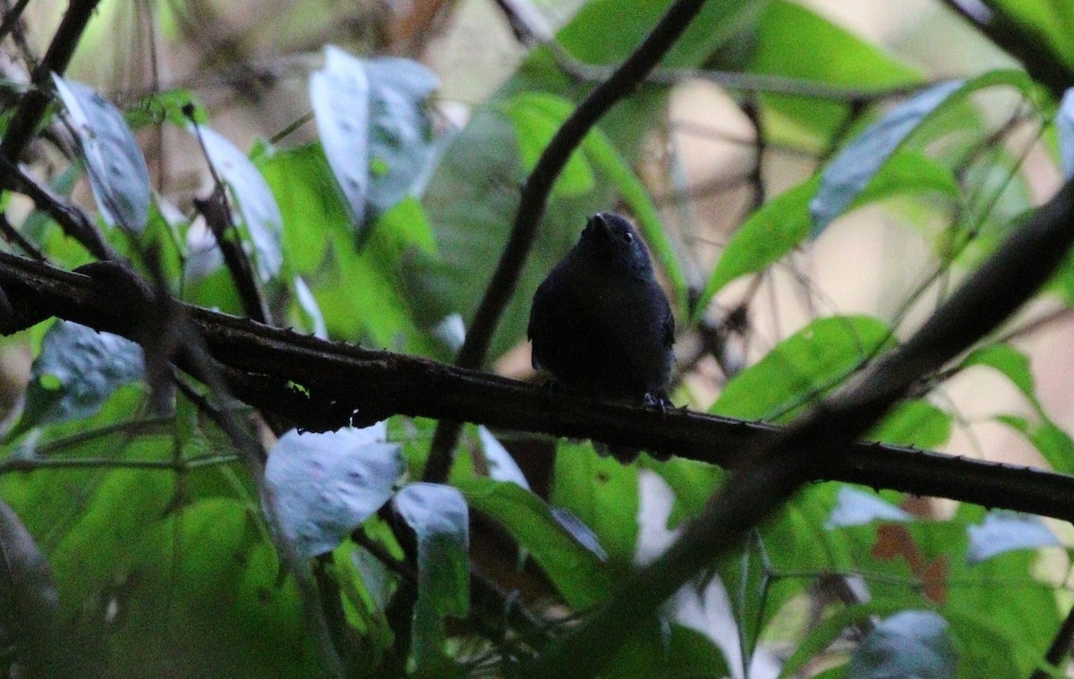 Riparian Antbird - Richard Greenhalgh