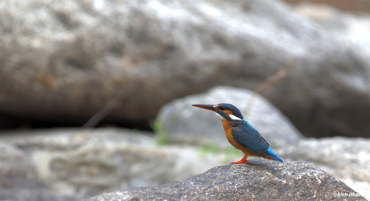 Common Kingfisher - ML457403201