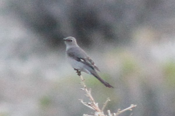 Townsend's Solitaire - Justyn Stahl