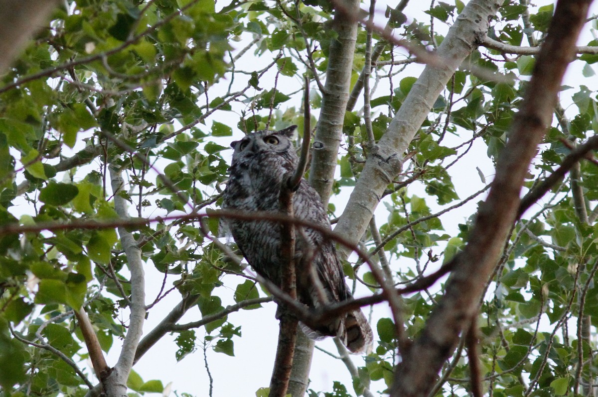 Great Horned Owl - ML457403281