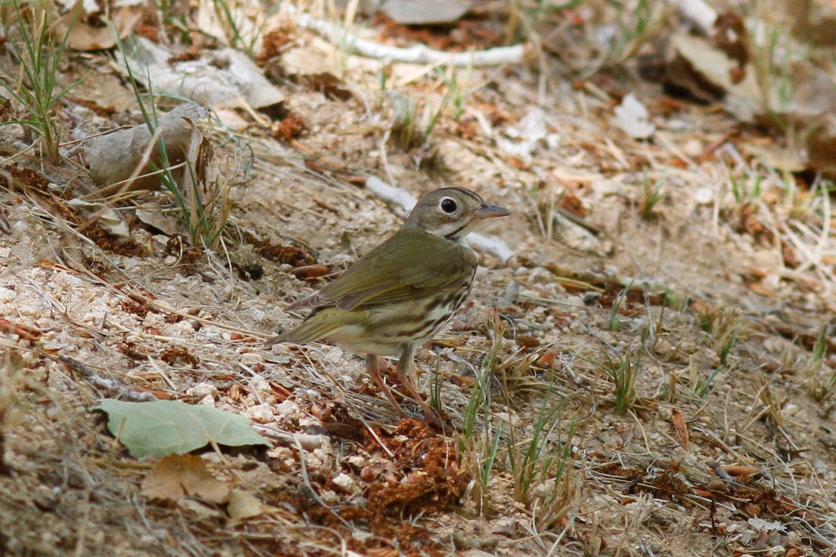 Paruline couronnée - ML457403451