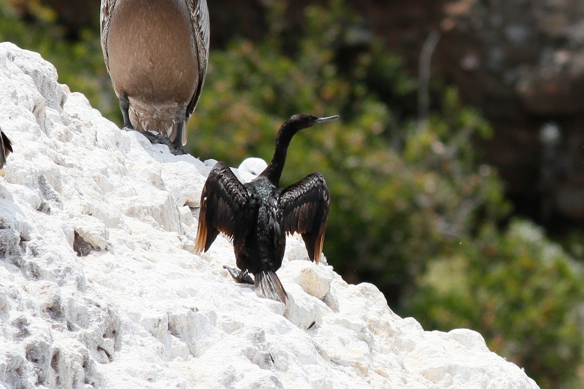 Pelagic Cormorant - ML457404031