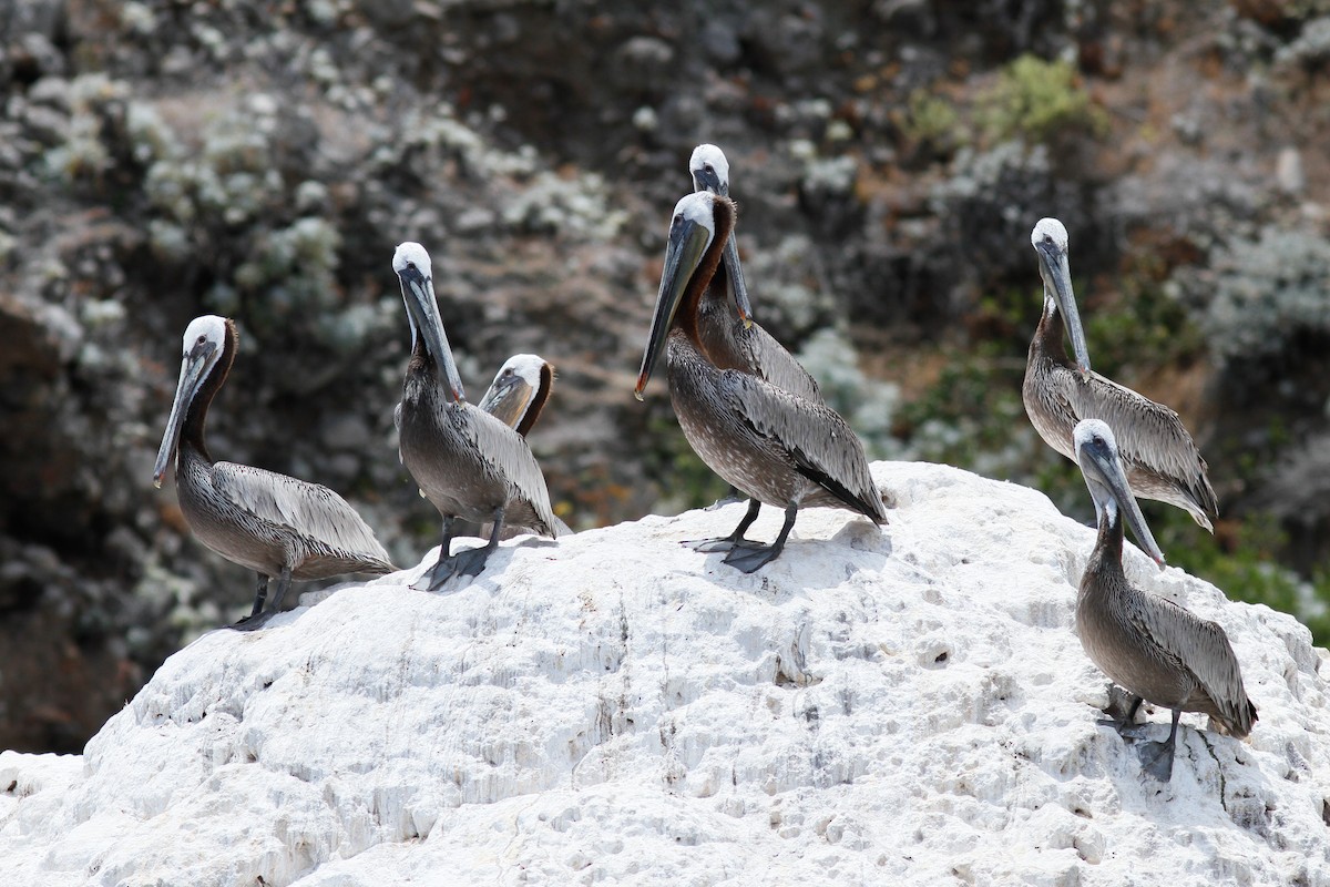 Brown Pelican - ML457404071