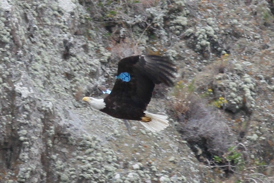 Bald Eagle - Justyn Stahl