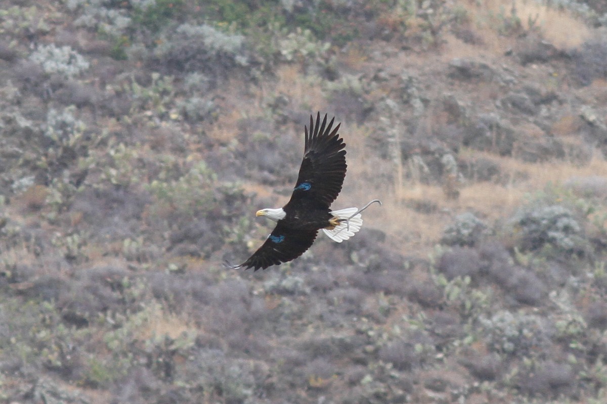 Weißkopf-Seeadler - ML457404431