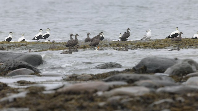 King Eider - ML457404691