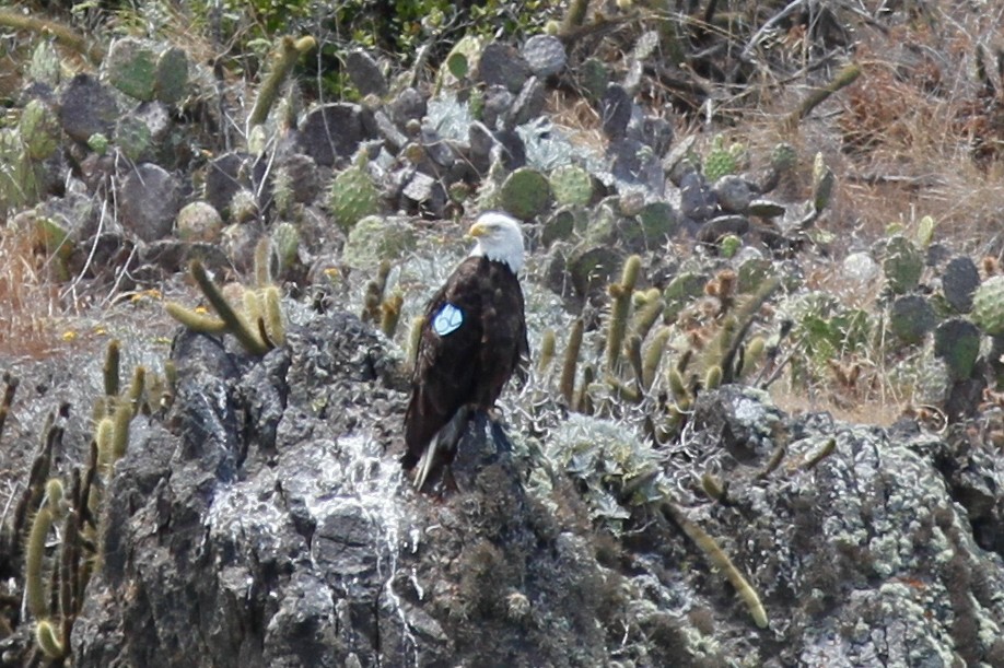 Bald Eagle - ML457406791