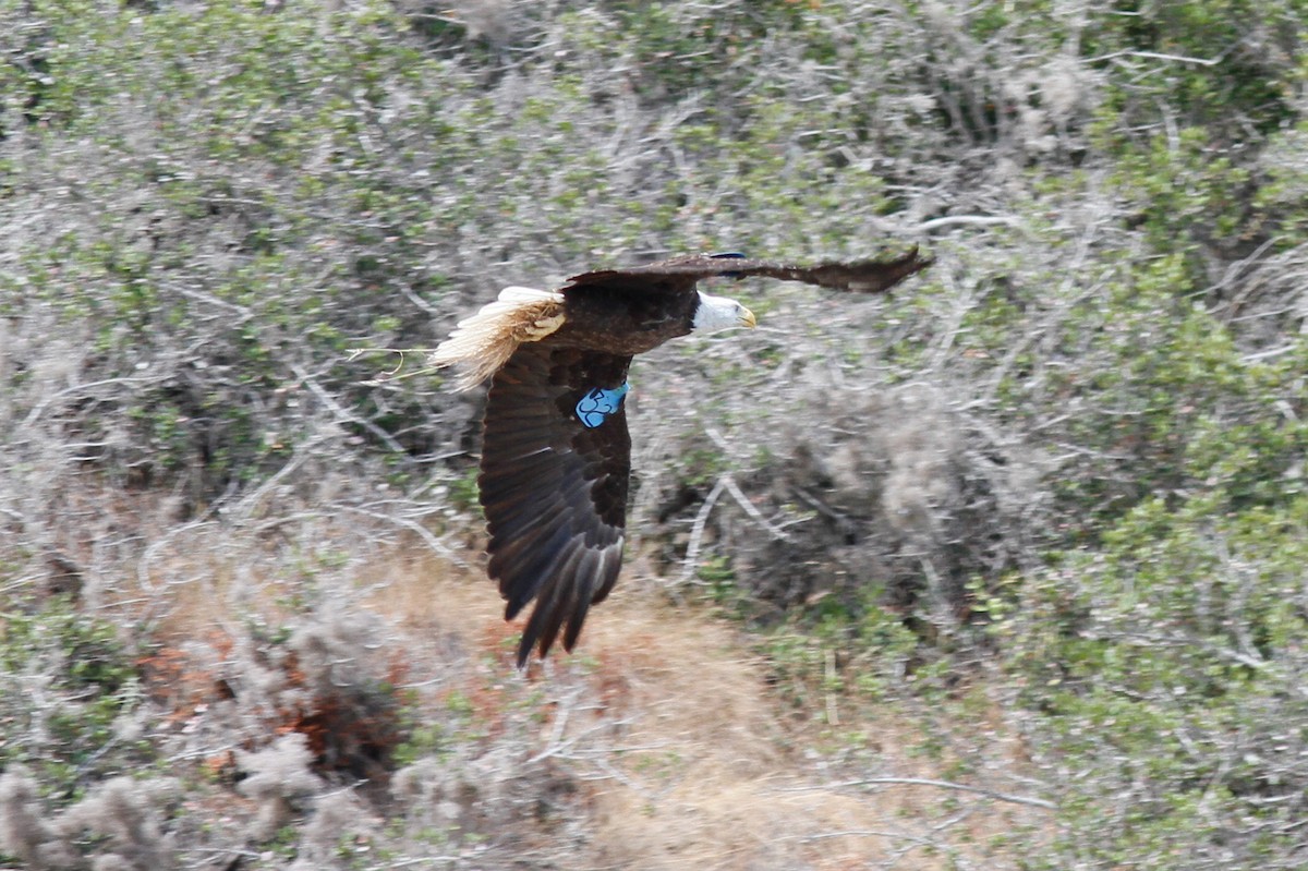 Weißkopf-Seeadler - ML457406831