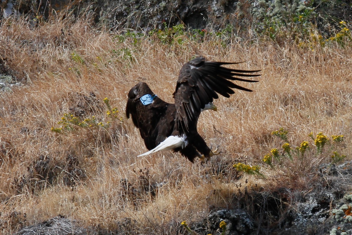 Weißkopf-Seeadler - ML457406841