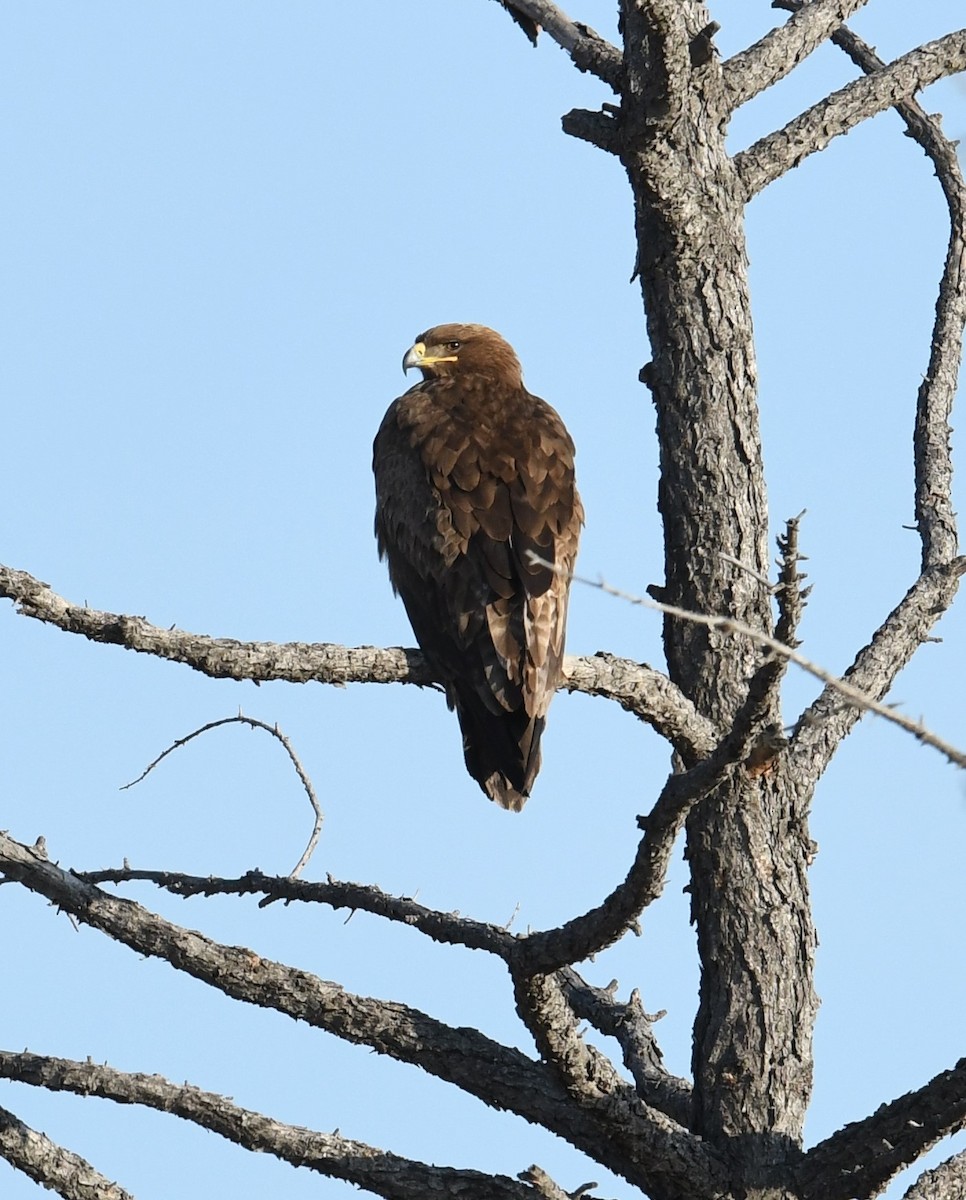 Águila Esteparia - ML457408201