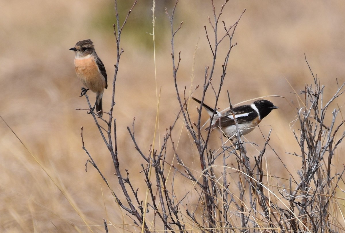 Amur Stonechat - ML457408631